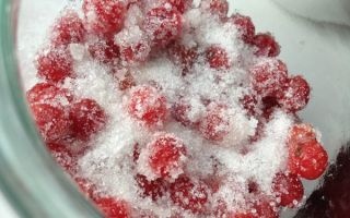Калина с сахаром на зиму без варки – полезные свойства и рецепты