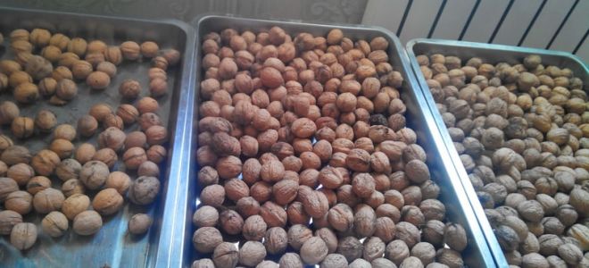 Как хранить лесные орехи в домашних условиях