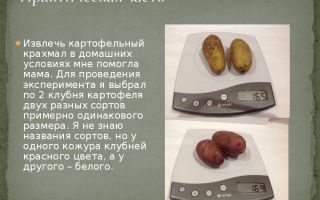 Как сделать картофельный крахмал из картофеля, рецепт с фото
