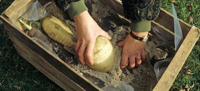 Как хранить репу на зиму в домашних условиях
